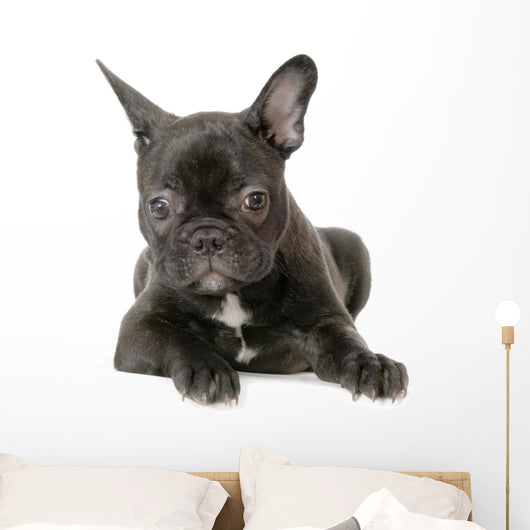 Jeune Boule Dogue Franais Wall Decal