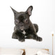 Jeune Boule Dogue Franais Wall Decal