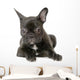 Jeune Boule Dogue Franais Wall Decal