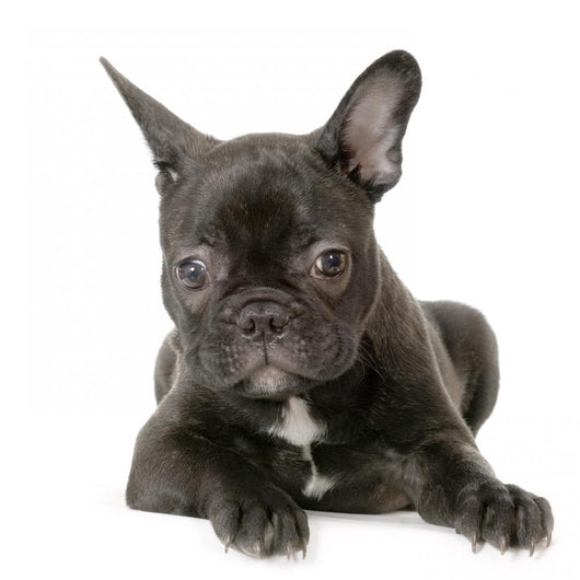 Jeune Boule Dogue Franais Wall Decal