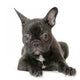 Jeune Boule Dogue Franais Wall Decal