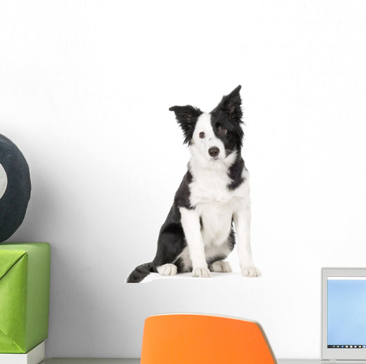 Young Border Collie