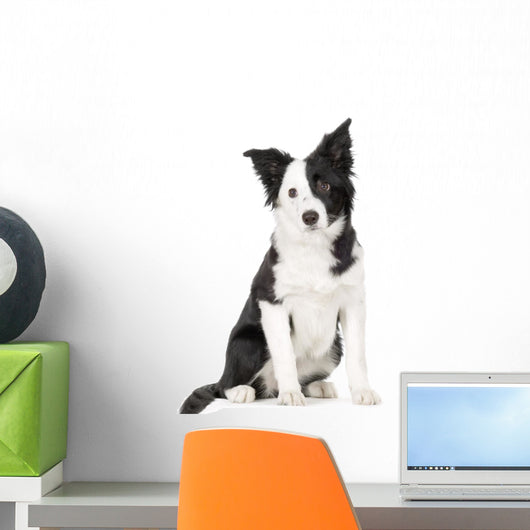 Young Border Collie