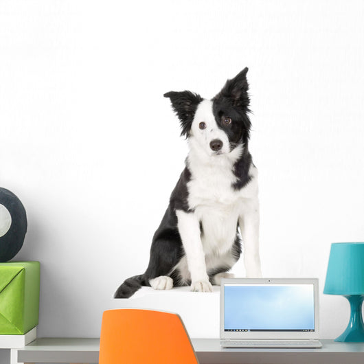 Young Border Collie