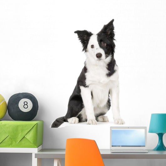 Young Border Collie