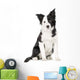 Young Border Collie