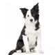 Young Border Collie