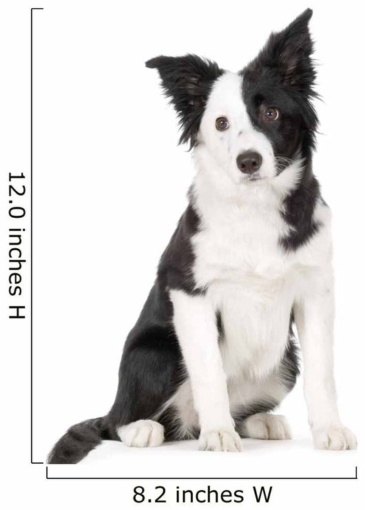 Young Border Collie