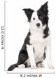 Young Border Collie