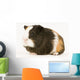 Multicolored Guinea Pig Wall Decal