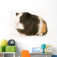 Multicolored Guinea Pig Wall Decal