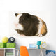 Multicolored Guinea Pig Wall Decal