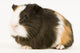 Multicolored Guinea Pig Wall Decal