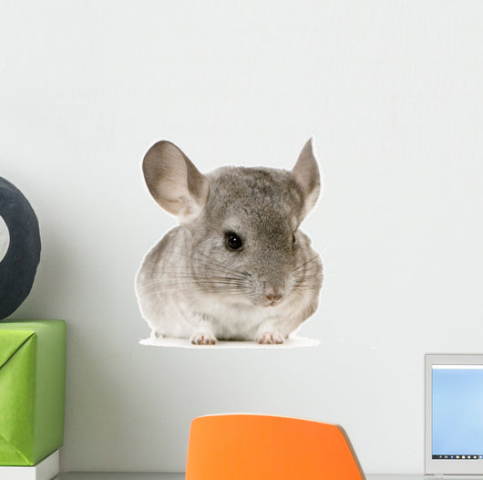 jeune chinchilla Wall Decal