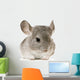 jeune chinchilla Wall Decal