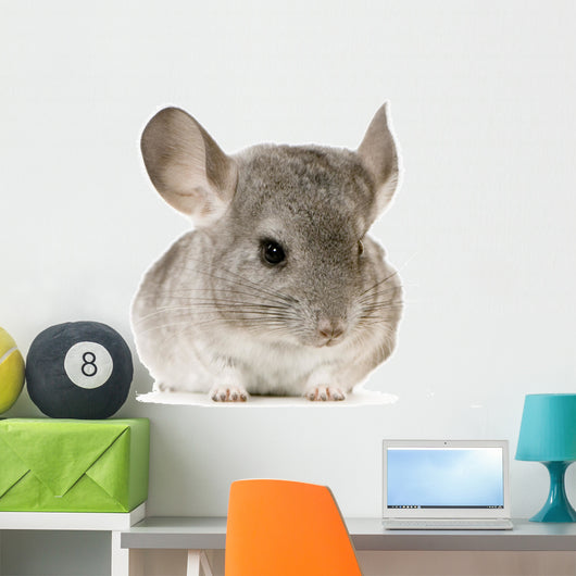 jeune chinchilla Wall Decal