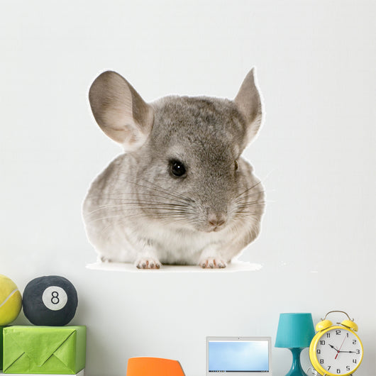jeune chinchilla Wall Decal