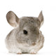 jeune chinchilla Wall Decal