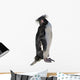 Macaroni Penguin