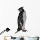 Macaroni Penguin