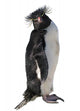 Macaroni Penguin