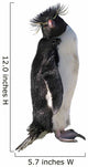 Macaroni Penguin
