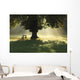 Lone Tree In Mist And Sunlight Wall Mural