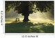 Lone Tree In Mist And Sunlight Wall Mural