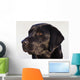 Close-Up Of Black Labrador Retriever Wall Mural