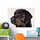 Close-Up Of Black Labrador Retriever Wall Mural