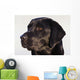 Close-Up Of Black Labrador Retriever Wall Mural