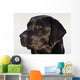 Close-Up Of Black Labrador Retriever Wall Mural