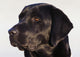 Close-Up Of Black Labrador Retriever Wall Mural