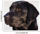 Close-Up Of Black Labrador Retriever Wall Mural