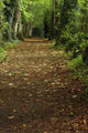 Path Through Woods Wall Mural
