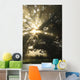 Sunlight Through Tree Wall Mural