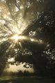 Sunlight Through Tree Wall Mural