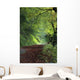 Path Through The Woods Wall Mural