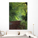 Path Through The Woods Wall Mural