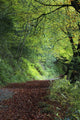 Path Through The Woods Wall Mural