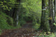 Path Through The Woods Wall Mural