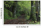 Path Through The Woods Wall Mural