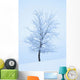 Frost And Snow Cover An Oak Tree Wall Mural