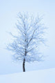 Frost And Snow Cover An Oak Tree Wall Mural