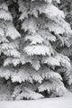 Snow Covered Evergreen Trees Wall Mural