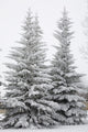 Snow Covered Evergreen Trees Wall Mural