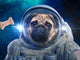 Pug Outer Space Dog Wall Decal