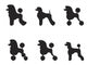 Black Poodle Clipped Various