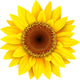 Sunflower Wall Decal