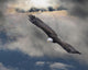 An Eagle In Flight Rising Above The Storm Wall Mural
